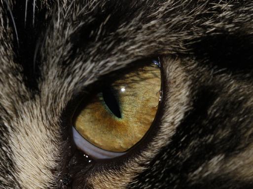 Wie sehen Tiere