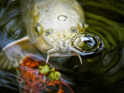 Warum kommen aus Fischmündern Luftblasen?