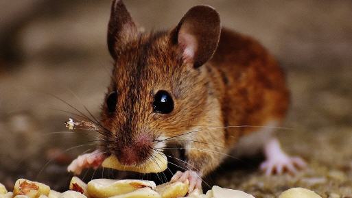 Woher kommt die Maus?