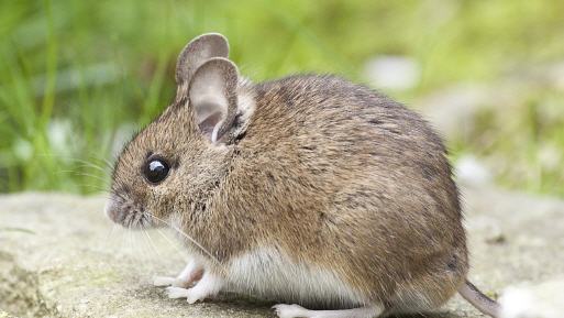 Wie alt kann eine Maus werden?